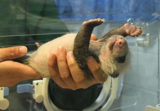 newborn panda in incubator