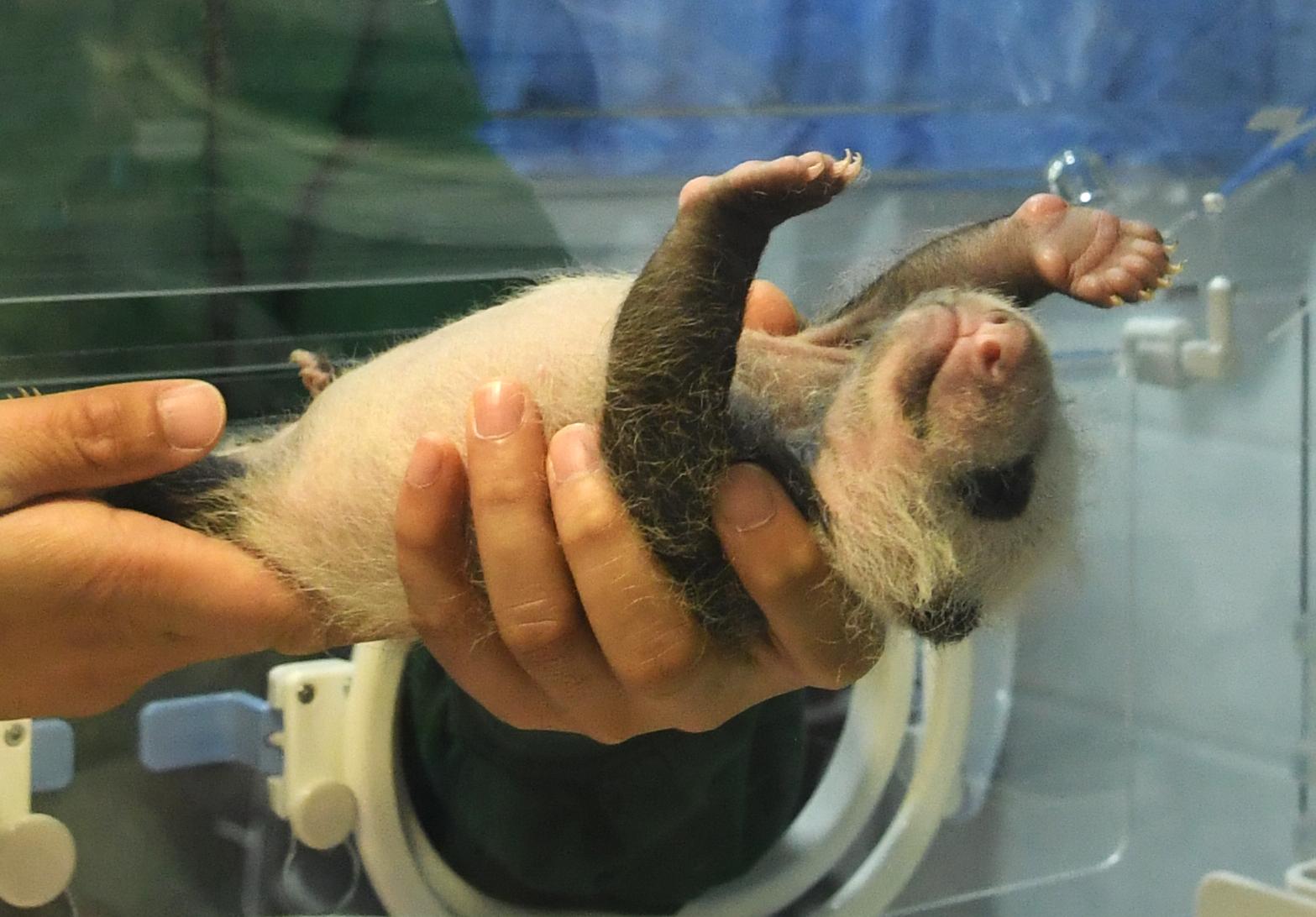 Why Giant Panda Babies So Small Live Science