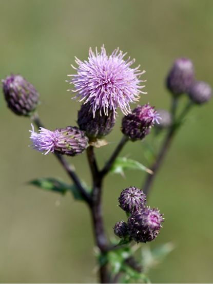 Purple Canada Thistle