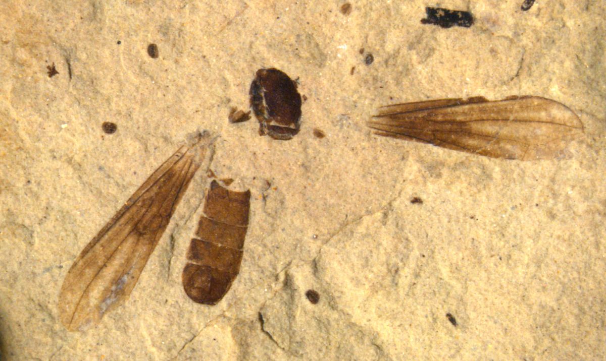 Big-Headed Fly Fossil