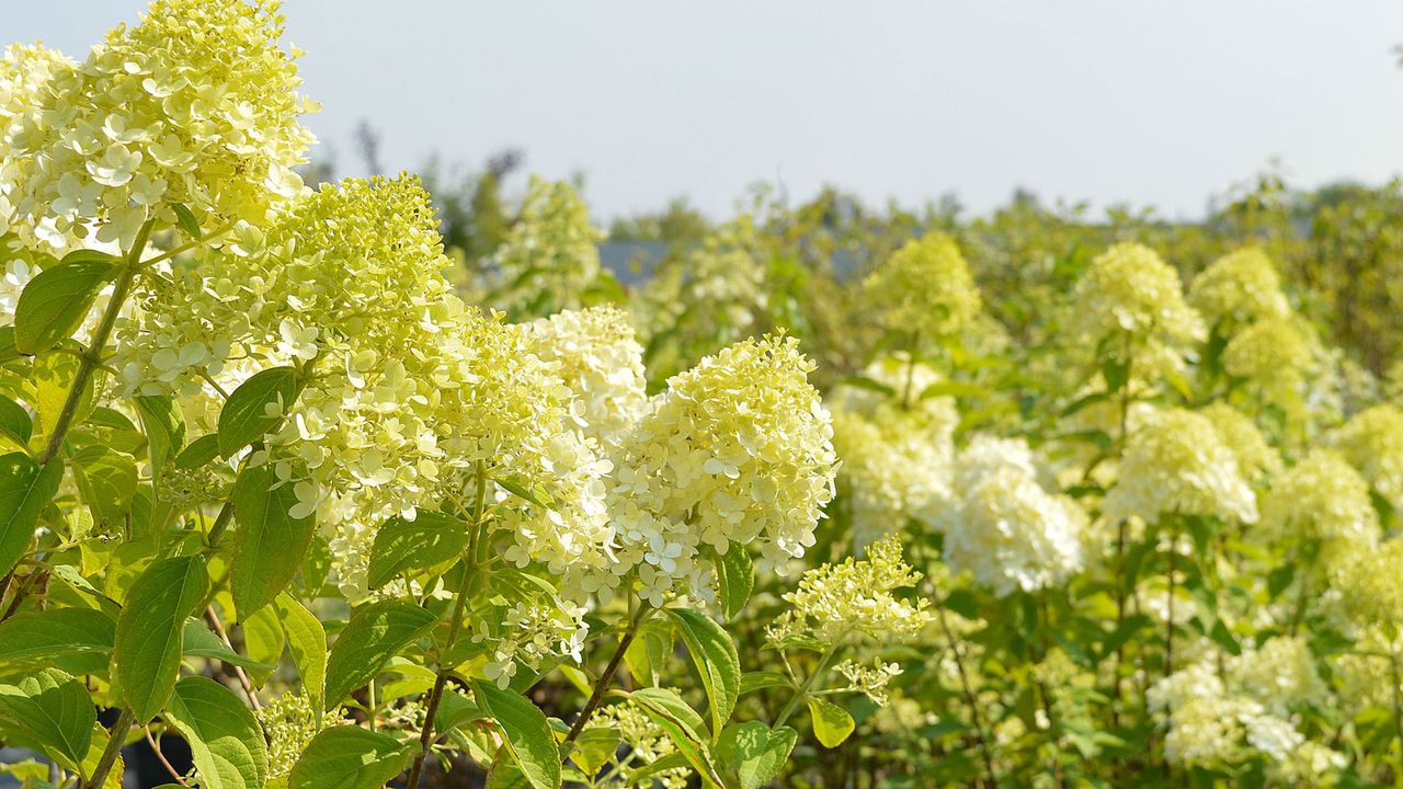 Limelight hydrangea shrub flowering in sunshine