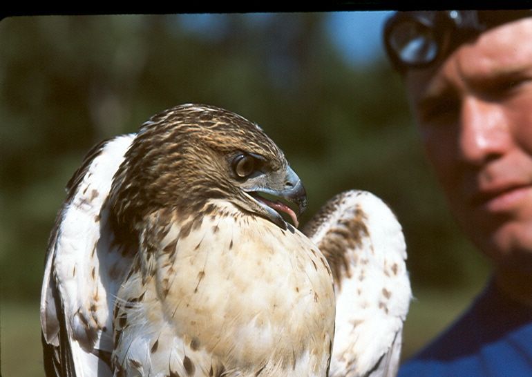 Professor James Hewlett with a red-tailed hawk in hand.