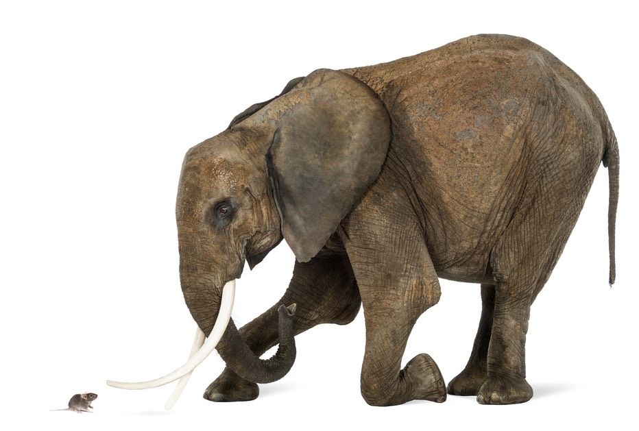 Are Elephants Really Afraid Of Mice Live Science