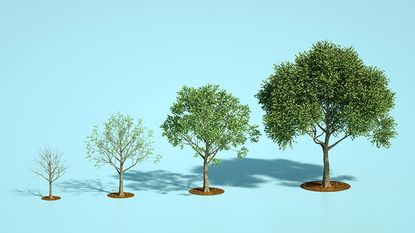 Graphic of a tree growing over time