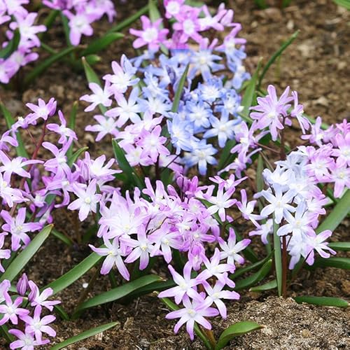 Glory of the Snow Luciliae Mix Flower Bulbs - 25 Bulbs Per Pack - Deer Resistant - Good as Cut Flowers - Perennializing - Naturalizing - Easy to Grow Live Plants - Outdoor Garden