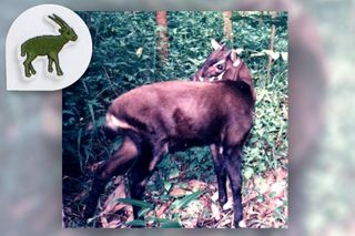 Lacoste X: Save Our Species, The Saola