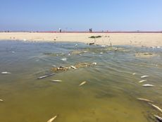 Dead fish