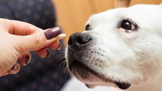 a person feeds their white senior dog a supplement