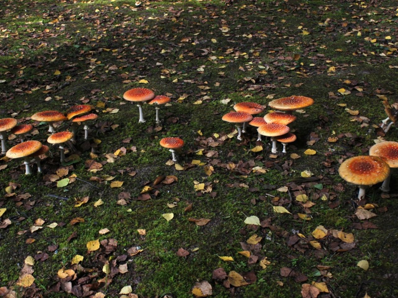 Mushrooms Growing On Grass