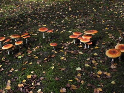 Mushrooms Growing On Grass