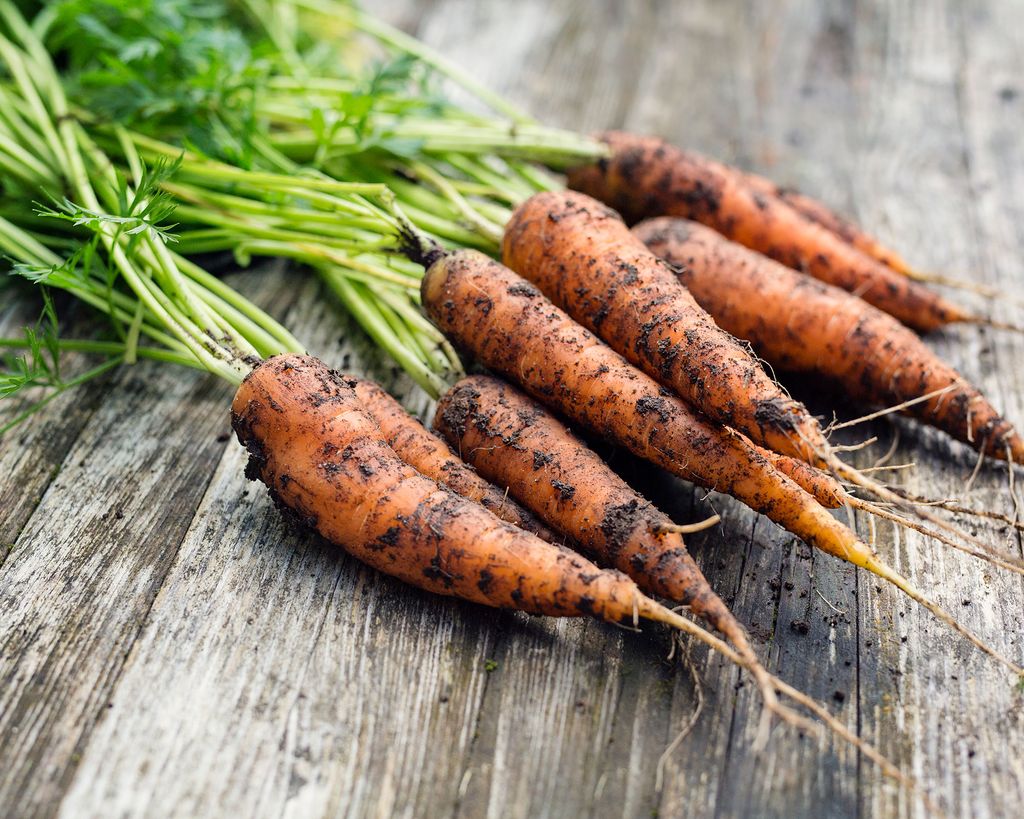 Best companion plants for carrots herbs, flowers and veg to grow with