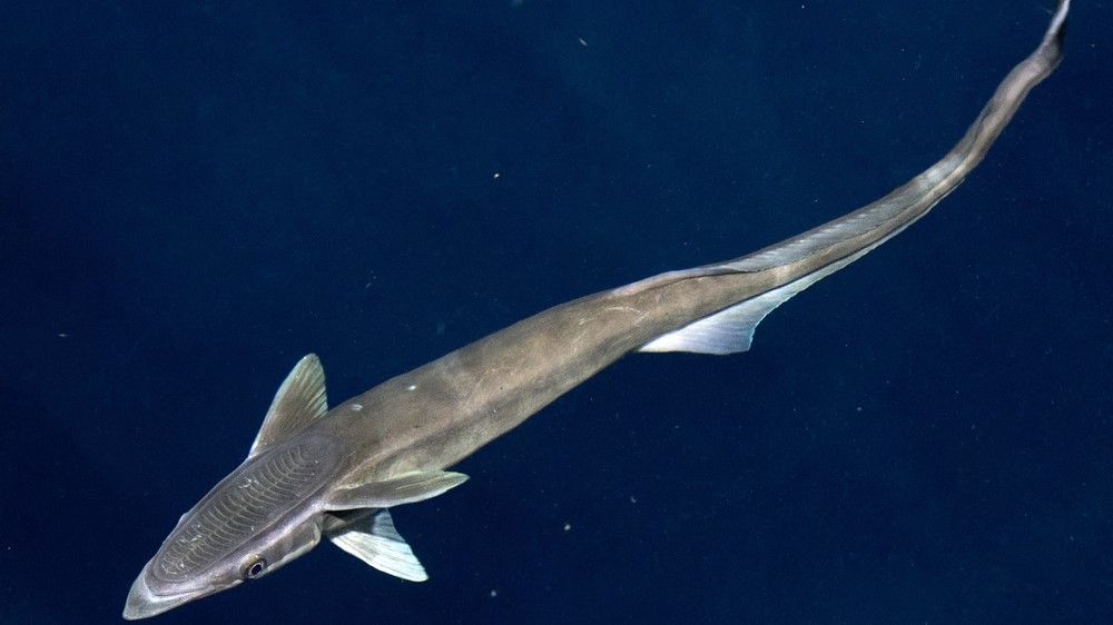 Remora