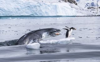 © Eduardo Del Álamo - Wildlife Photographer of the Year