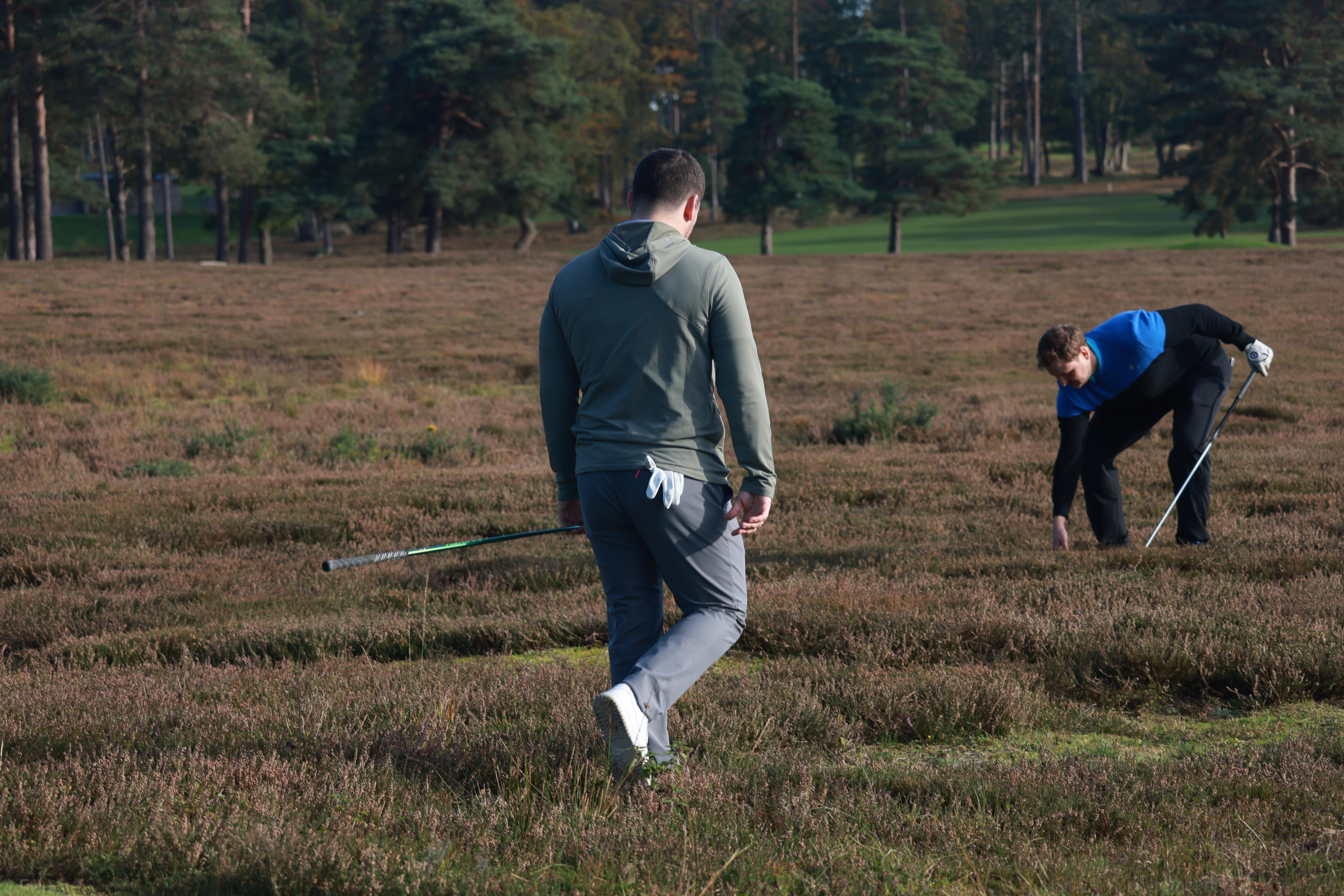 A golfer searches for a golf ball in heather