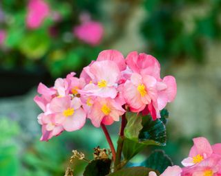 How to grow begonias