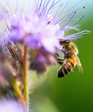 Some green manures such as Phacelia will help attract pollinators to your yard