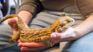 Bearded dragon being held