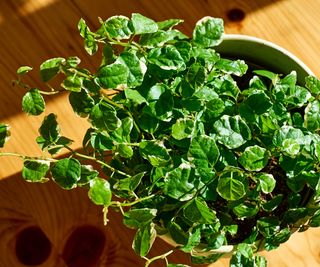 Overhead shot of a creeping fig plant