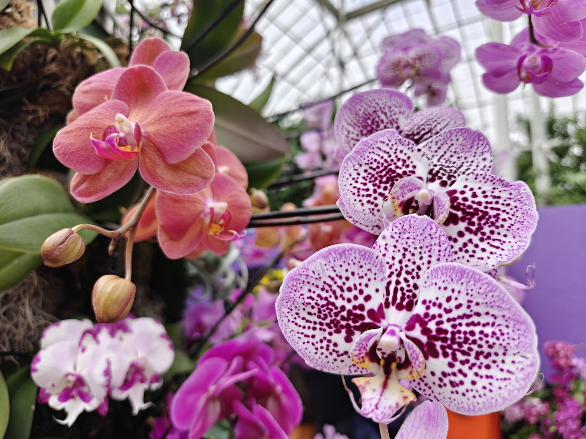 Orchids at the New York Botanical Gardens, all photos taken with OnePlus 13