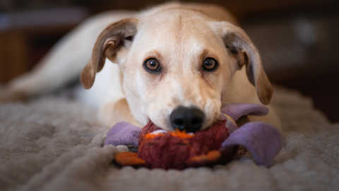 Why do dogs lick toys? | PetsRadar