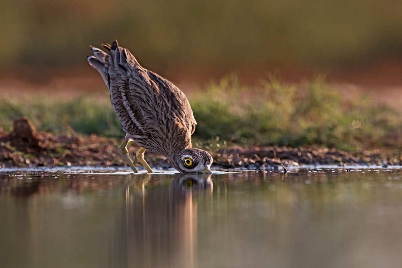 Eurasian Stone culew (Burhinus oedicnemus) drinking from pool in late evening light. Photograph by David Tipling fo the Nature Picture Library.