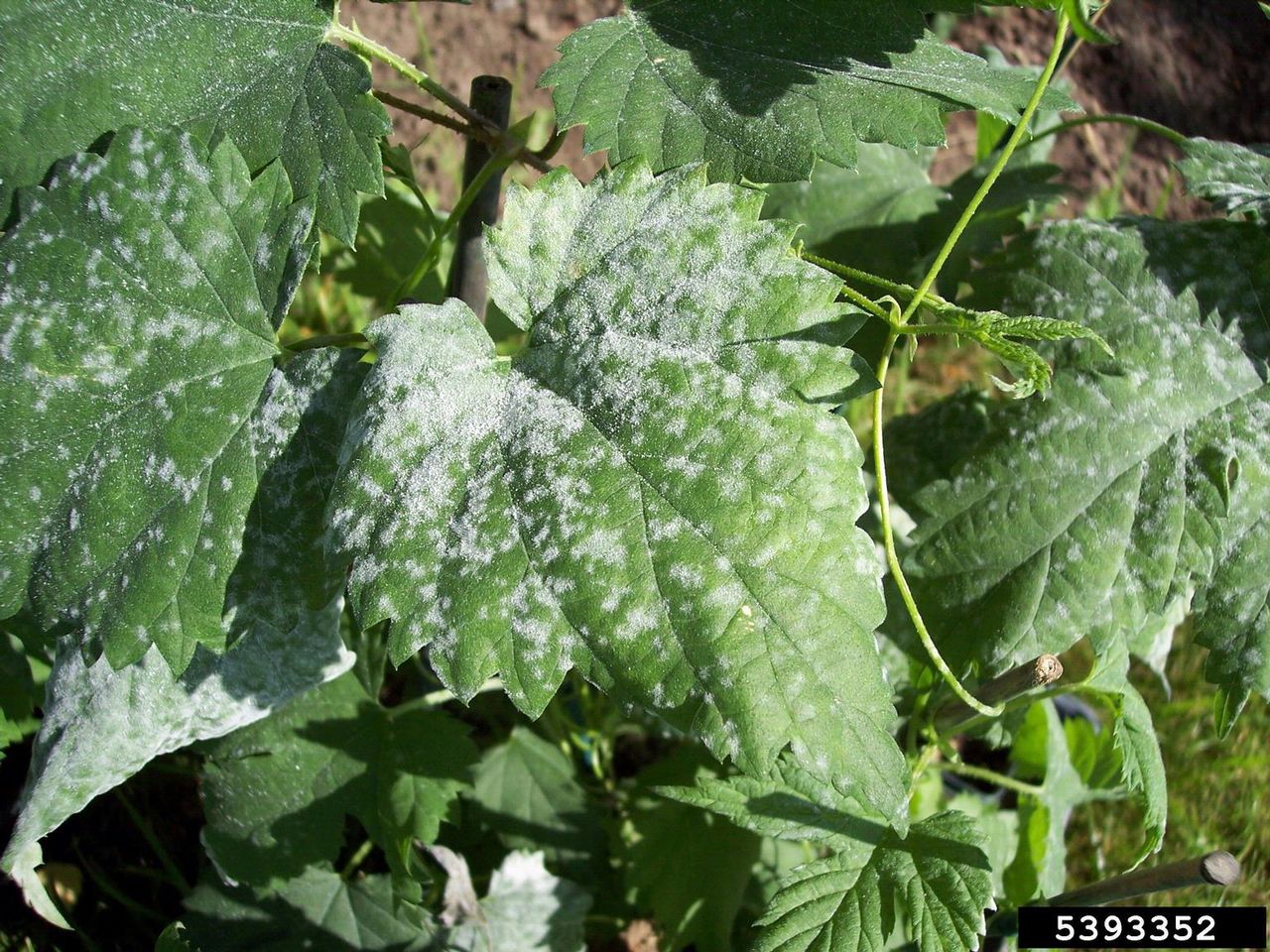 Diseased Hops Plant Leaves