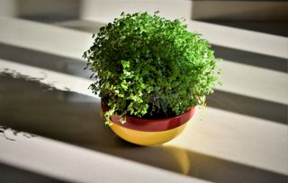 Soleirolia in a pot