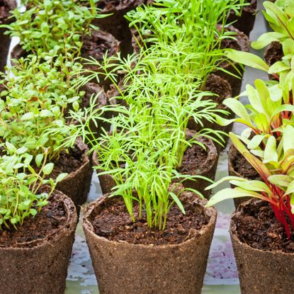 Seedlings growing in paper pots
