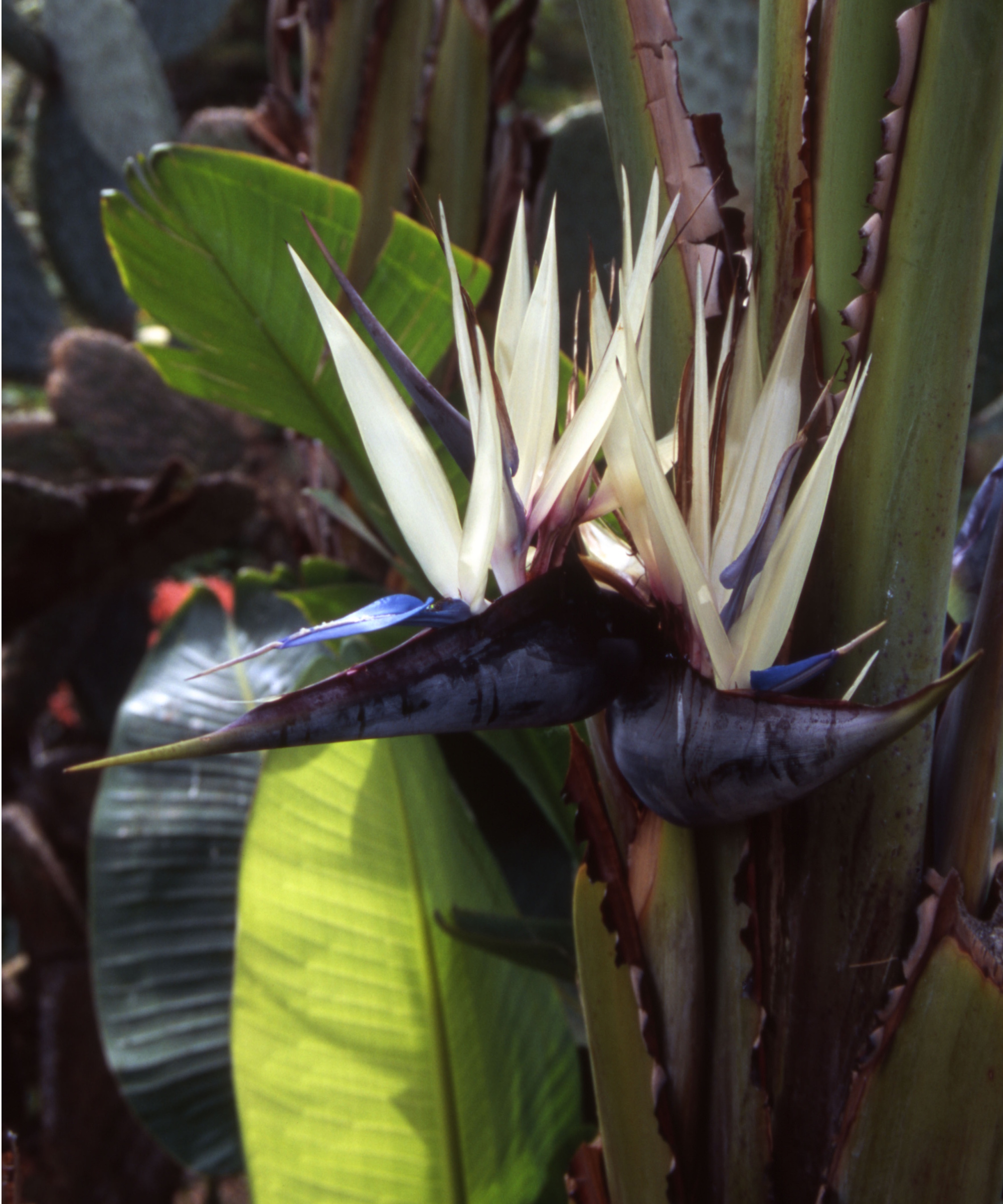 White bird of paradise flower