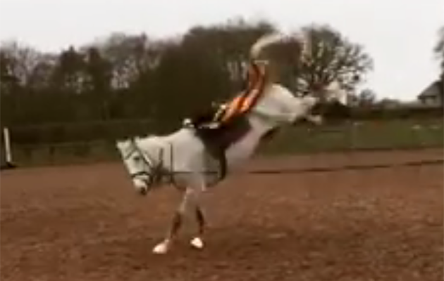 Hannah Johnston — “Mr Pads is no longer with us but this was his attempt at five minutes of walk on the lunge following a suspensory ligament injury”