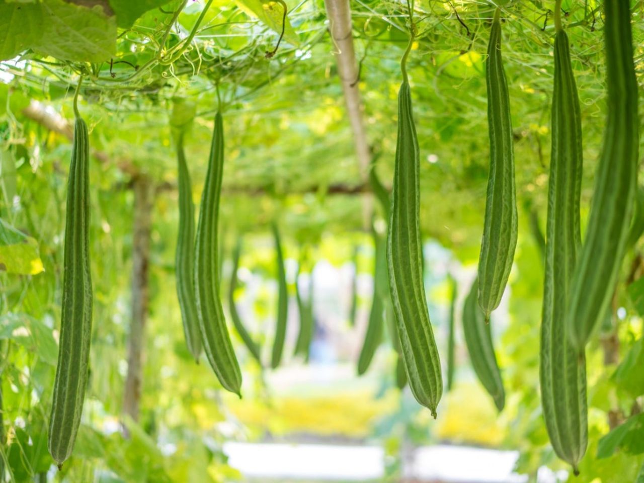 Green Luffa Plants