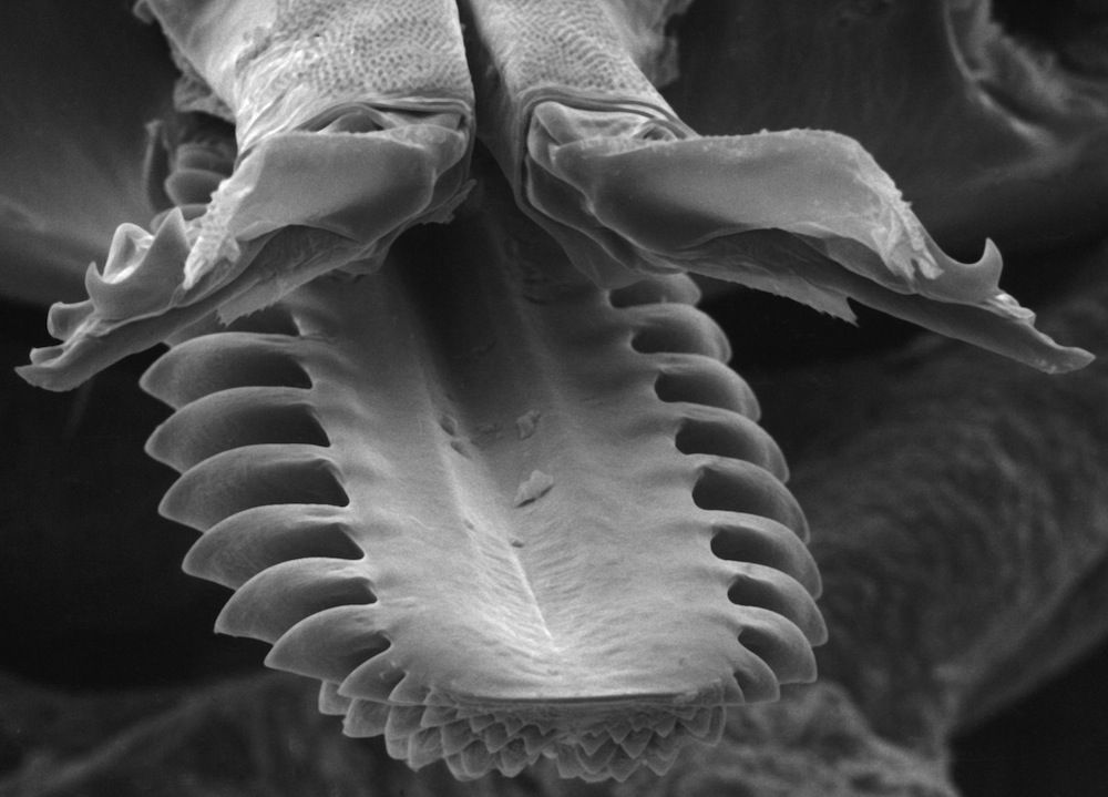 mouthparts of a tick