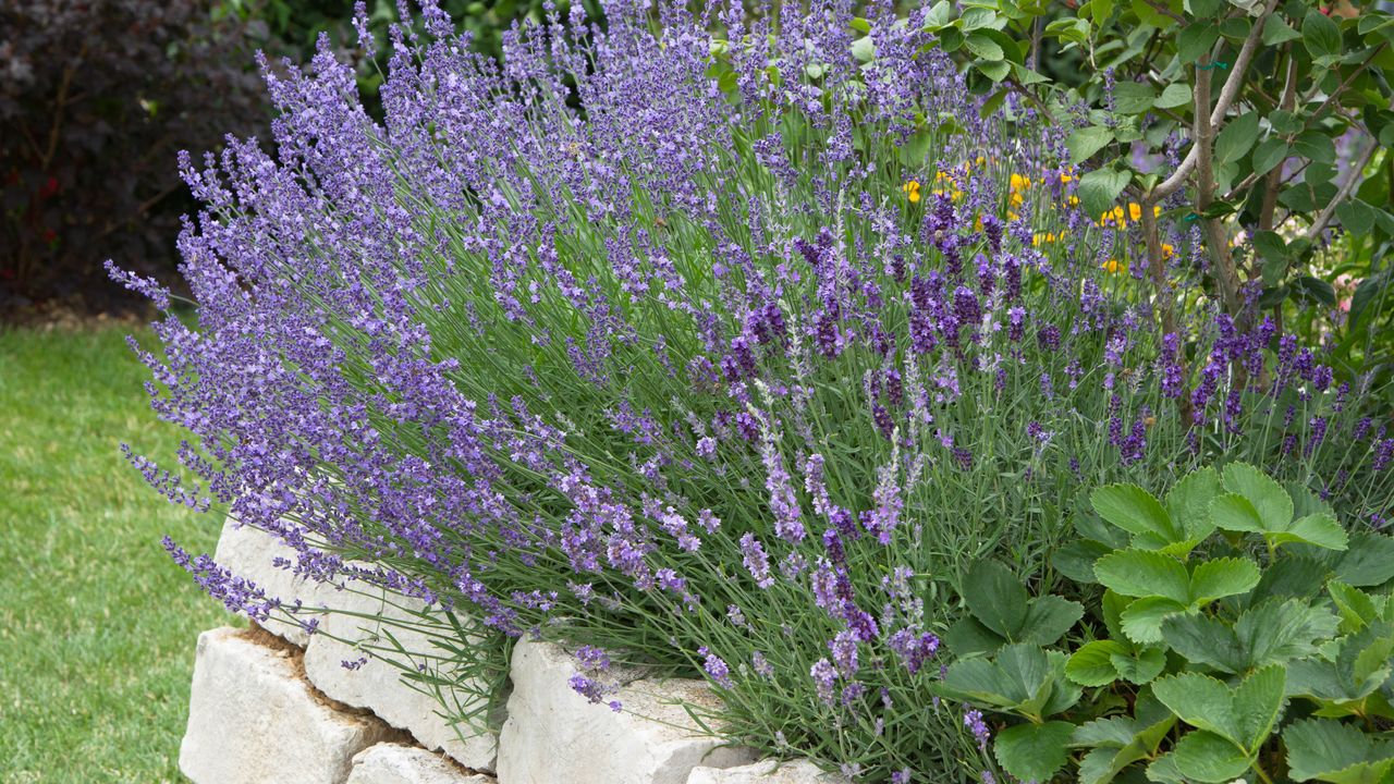 The 48-hour water trick that brought my heat-stressed lavenderās smell back