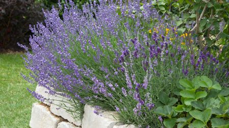 Lavender plant