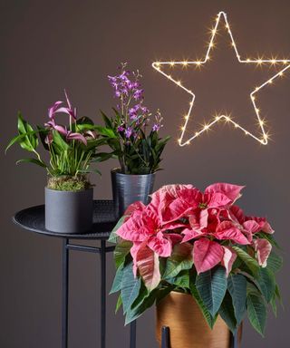 Christmas light in the shape of a star with three potted plants including a pink poinsettia