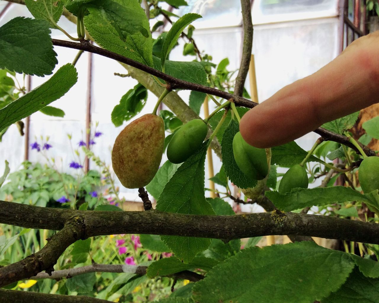 Plum On Tree With Plum Pocket Disease