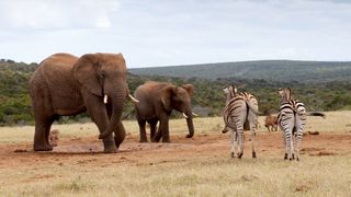 A photo of elephants and zebras on the savannah