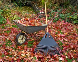Wheelbarrow full of red autumnal leaves and Rake