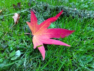 The striking colors of this autumnal leaf are quite well captured.