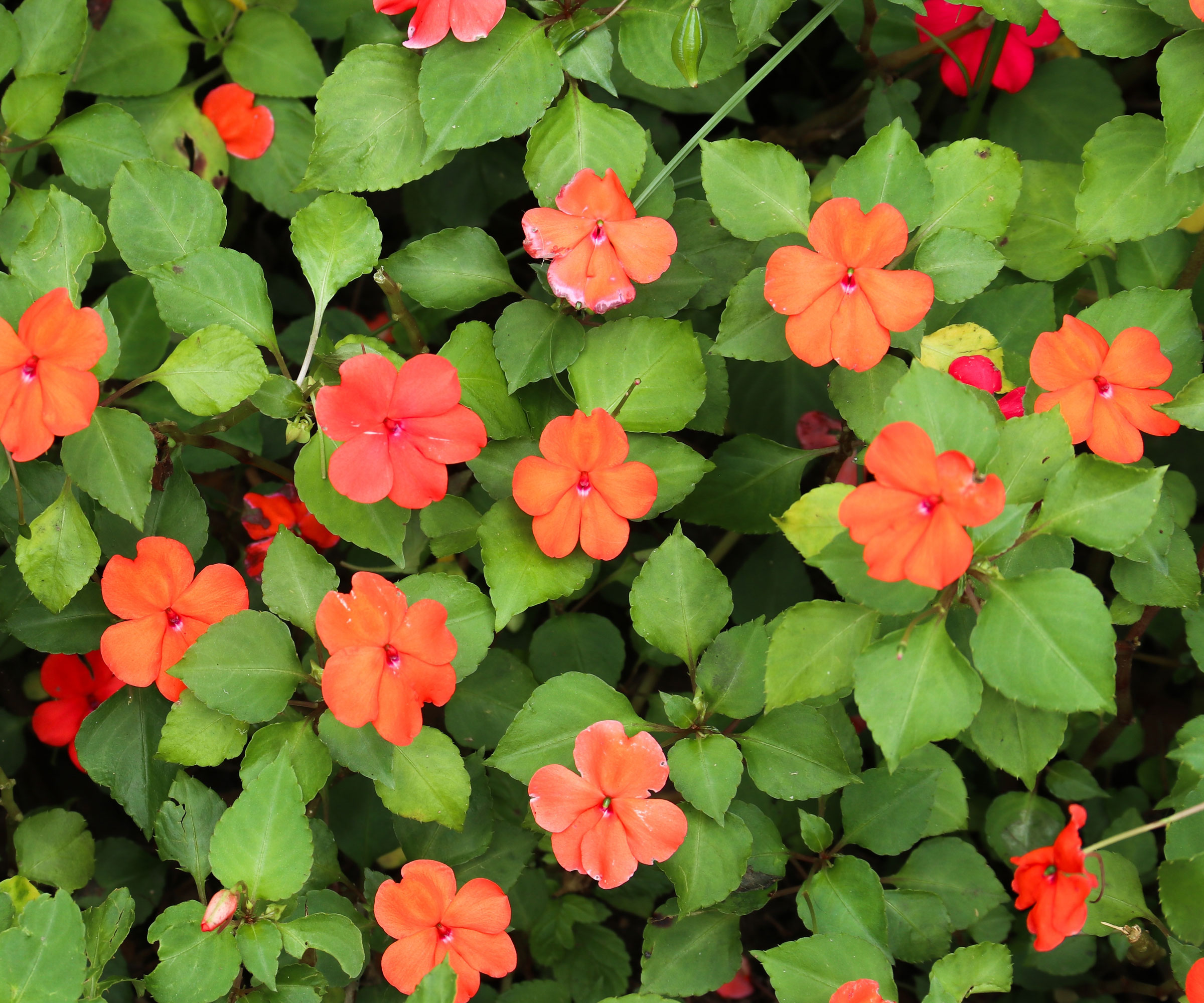 impatiens plants in bloom with orange flowers