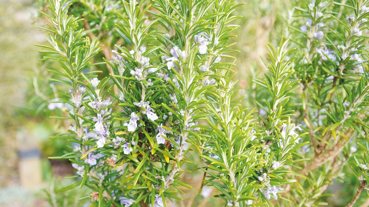 How to grow rosemary