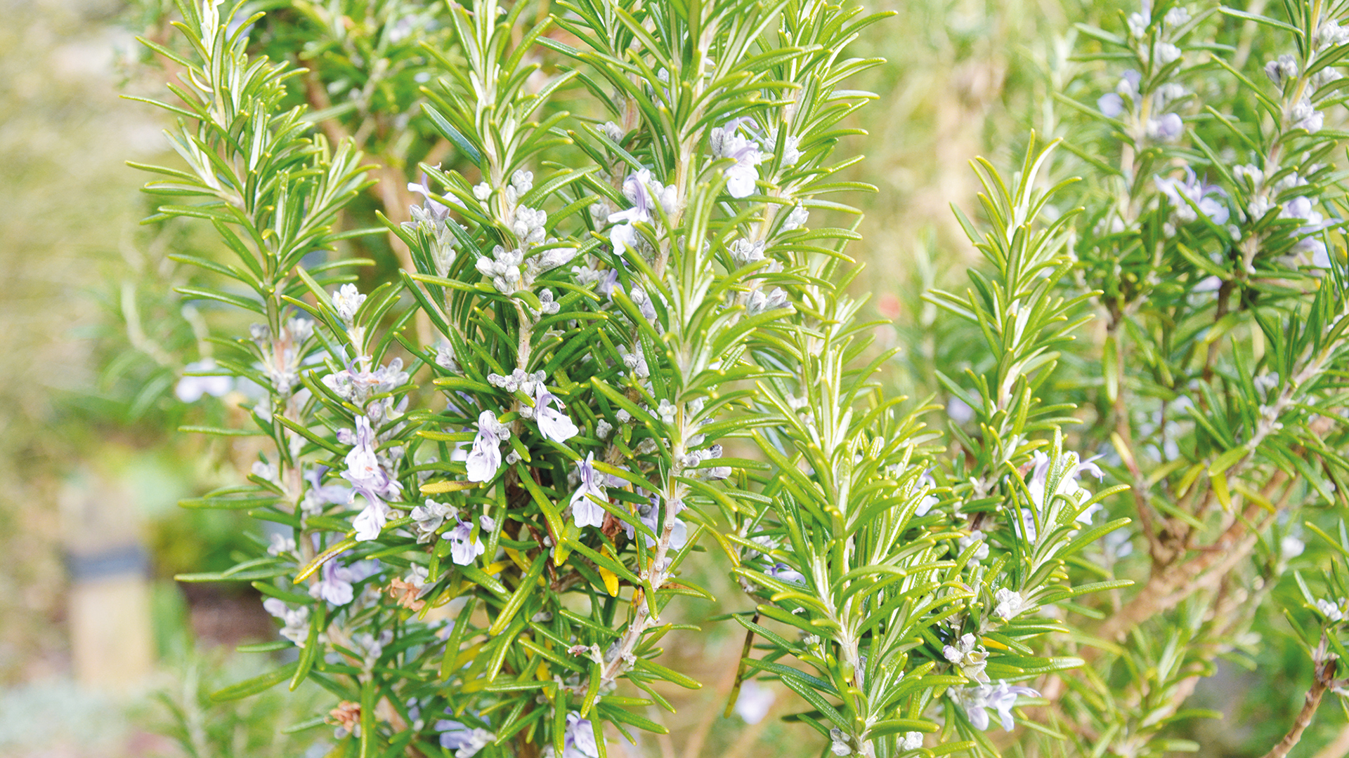 How to Grow Rosemary • The Good Hearted Woman