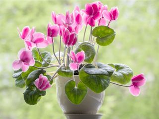 pink cyclamen flowering on windowsill