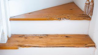 Termite damage on stairs