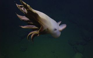 Octopus plethora nautilus expedition