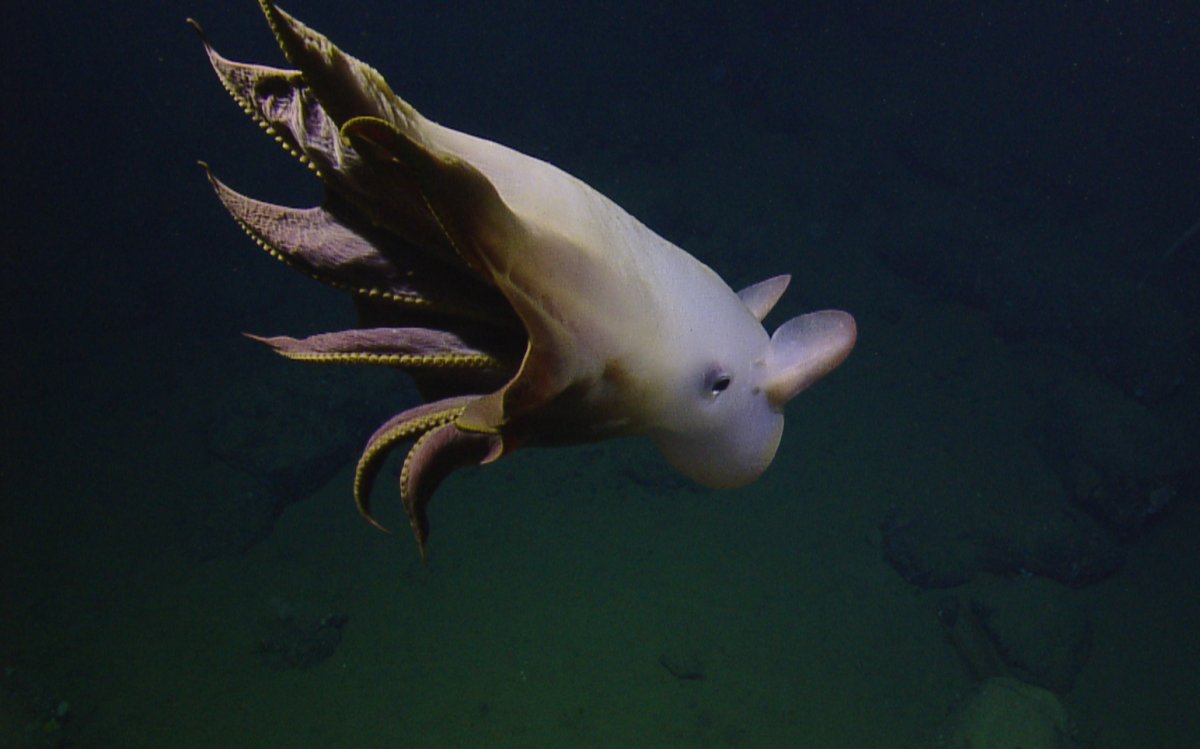 Photos: Deep-sea expedition discovers metropolis of octopuses: Page 2 ...