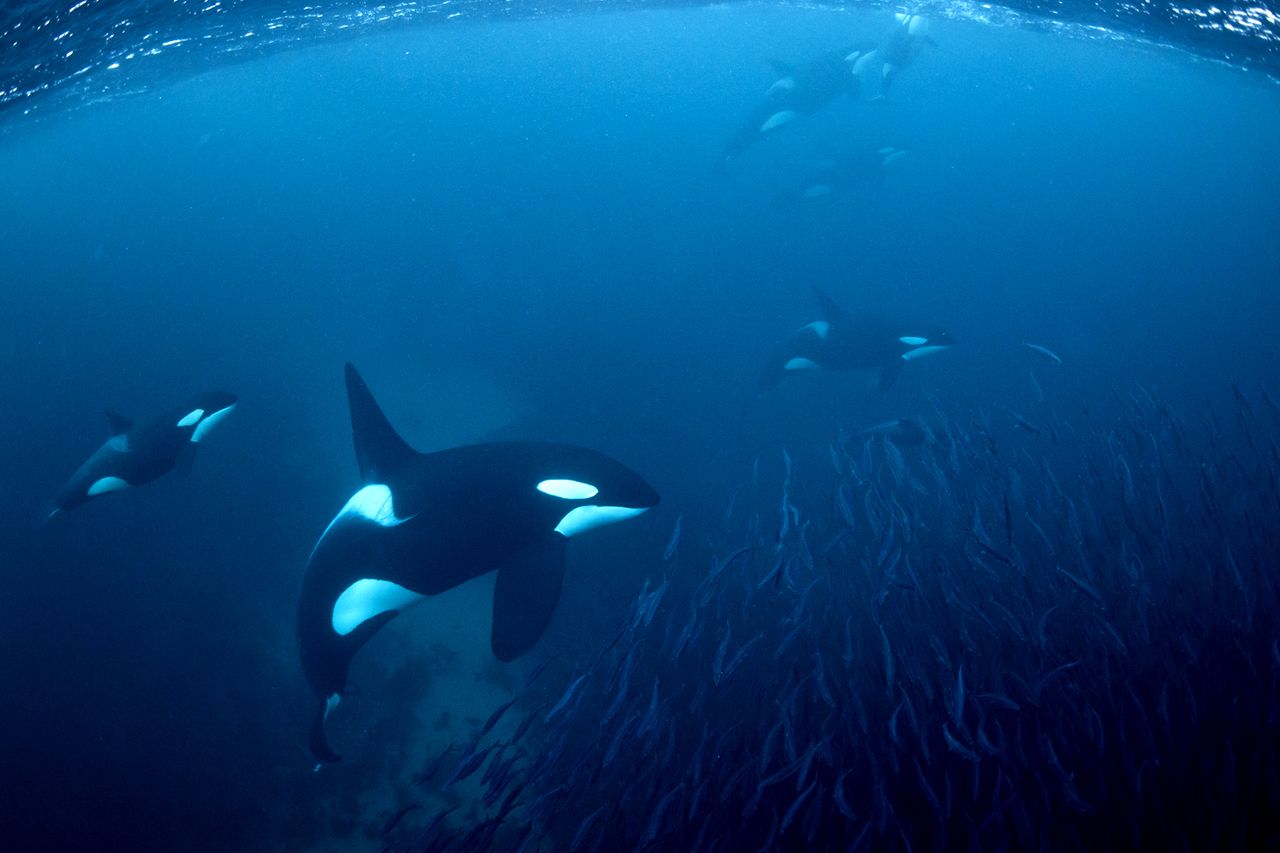 Killer whales.