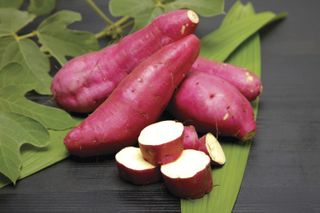 small Japanese garden ideas: purple sweet potato Marasaki Suttons