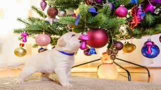 dog playing with christmas tree baubles