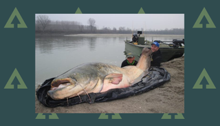 Wow – what an immense specimen! The huge catfish was caught from the powerful River Po